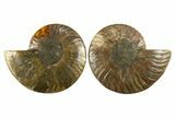 Cut & Polished, Agatized Ammonite Fossil - Crystal Pockets #310712-1